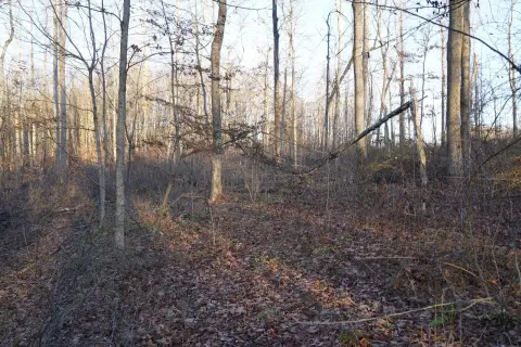Wooded Land Near Yough Lake