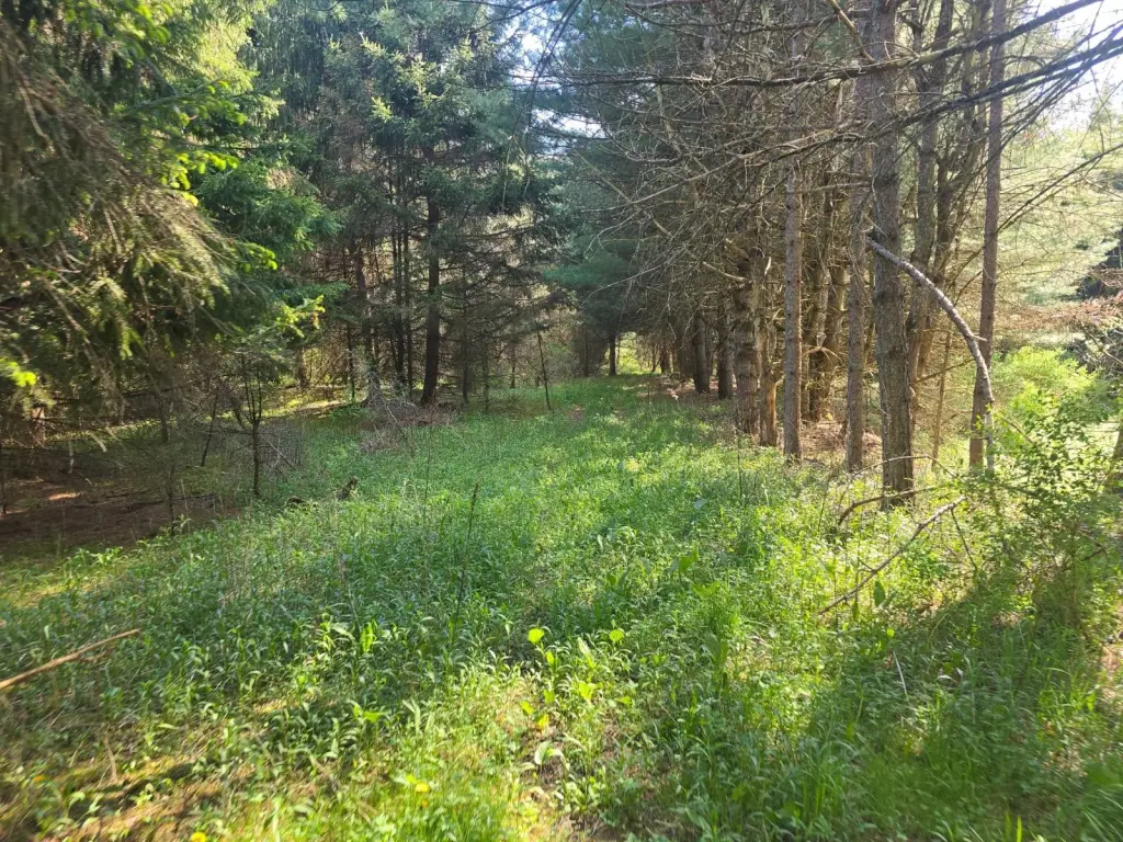 Picture 3