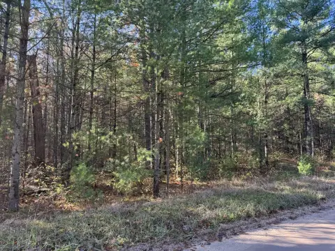 Land in Manistee National Forest