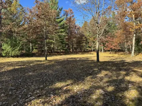 Land in Manistee National Forest