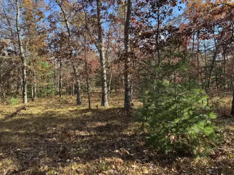Land in Manistee National Forest
