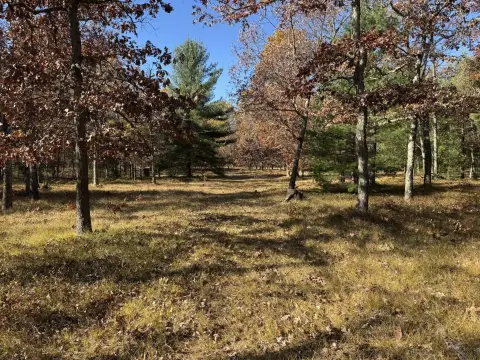 Land in Manistee National Forest