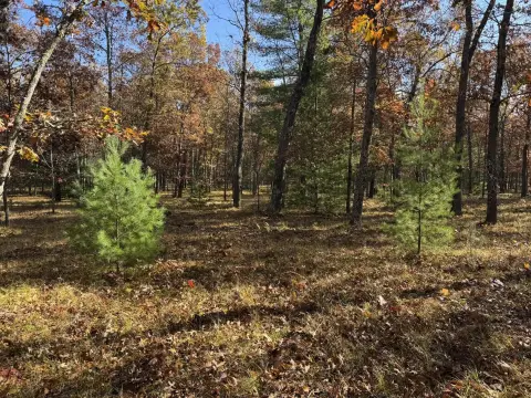 Land in Manistee National Forest