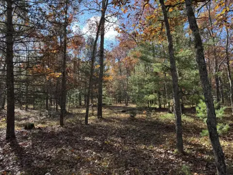 Land in Manistee National Forest