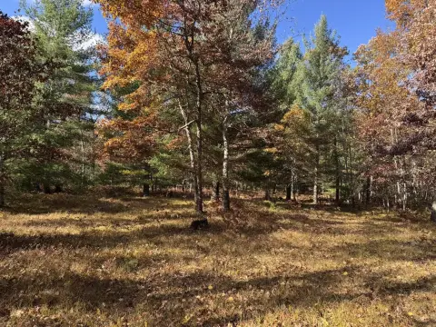 Buildable Land in Manistee Forest