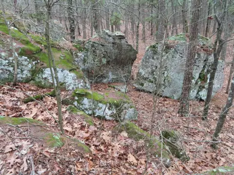 20 Acres Wooded Land, Panola