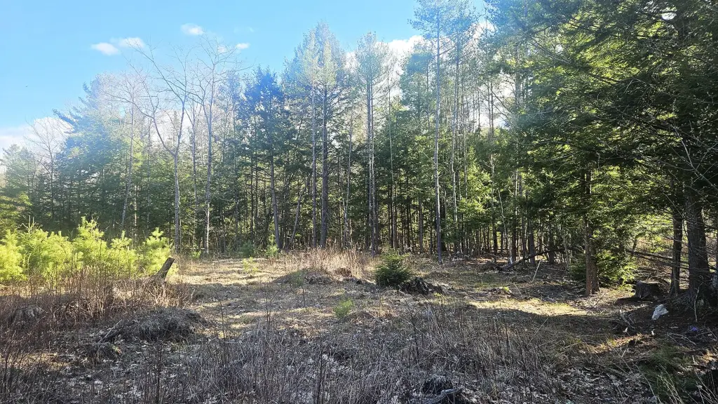 Picture 5