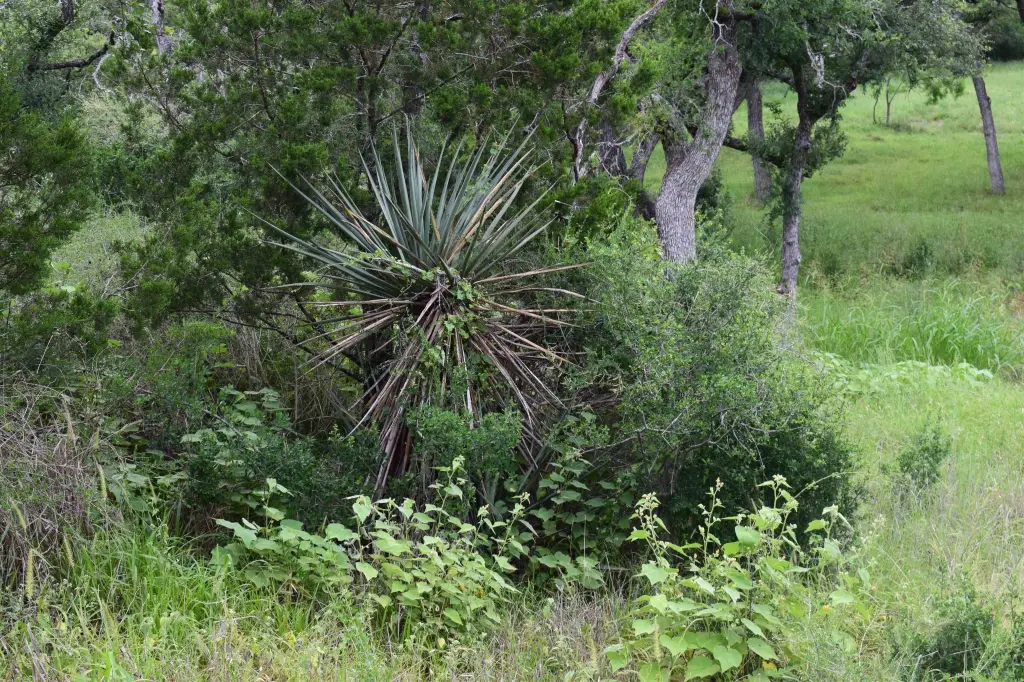 Picture 6