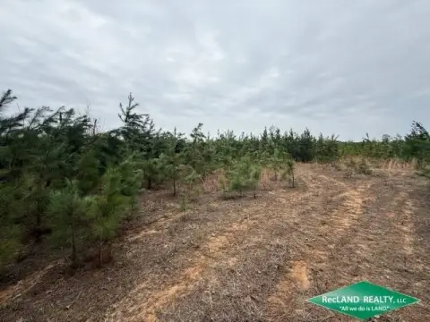40 Acres Pine Plantation Land
