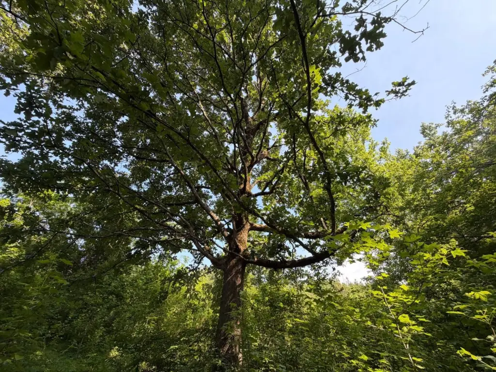 Picture 28