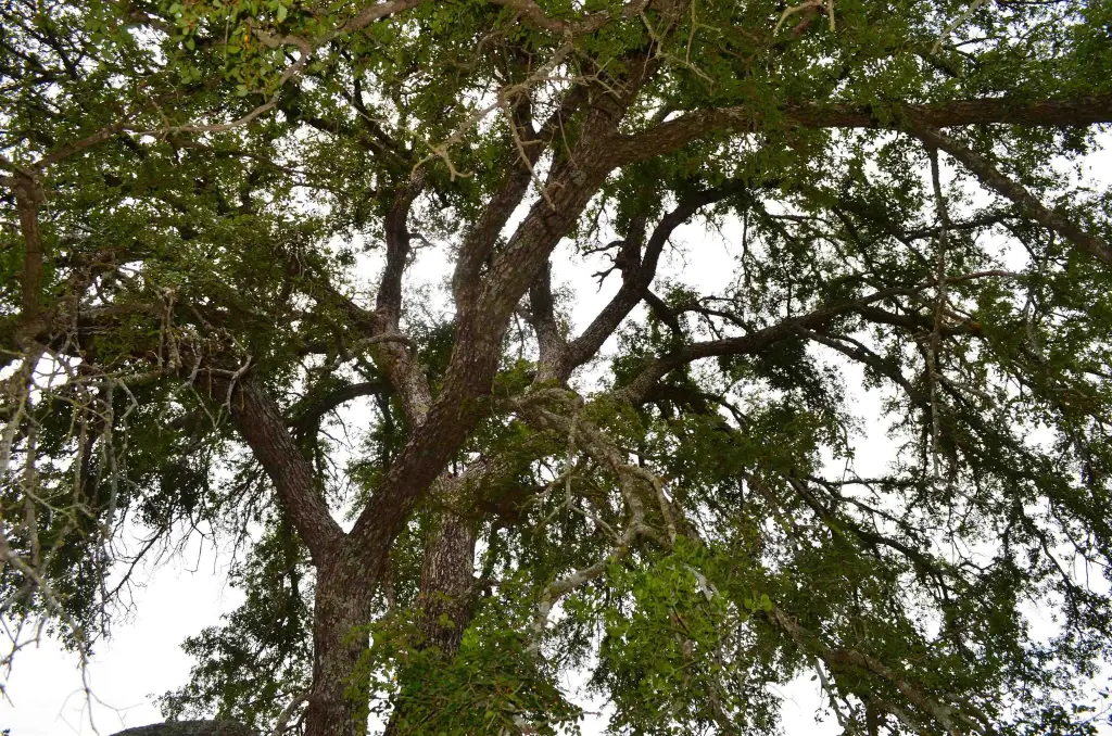 Picture 21
