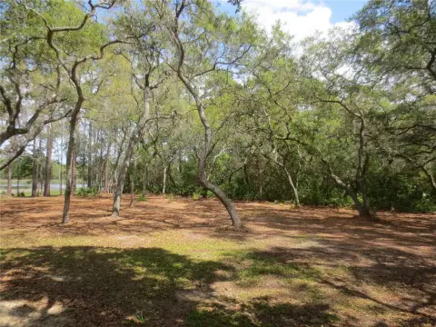 Land in Ocala National Forest