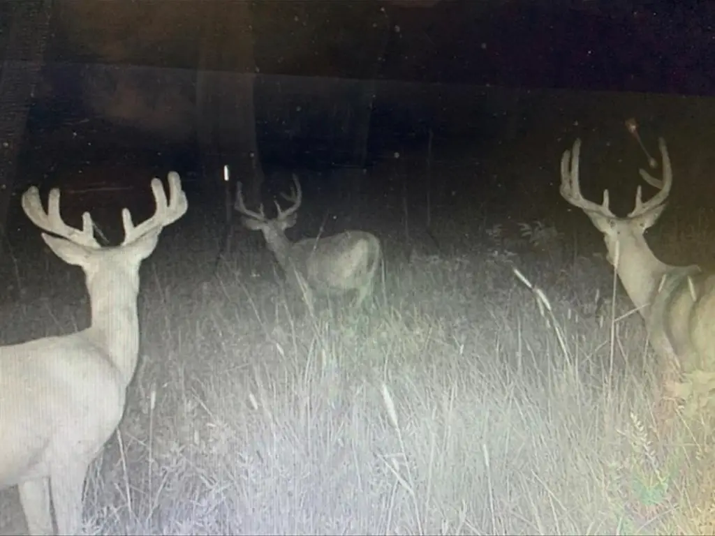 Picture 14