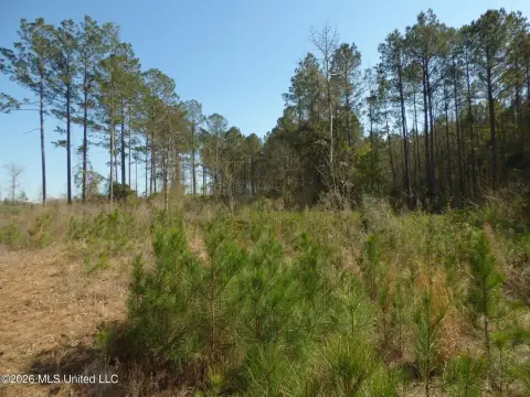 5-Acre Lot in Jayess, MS