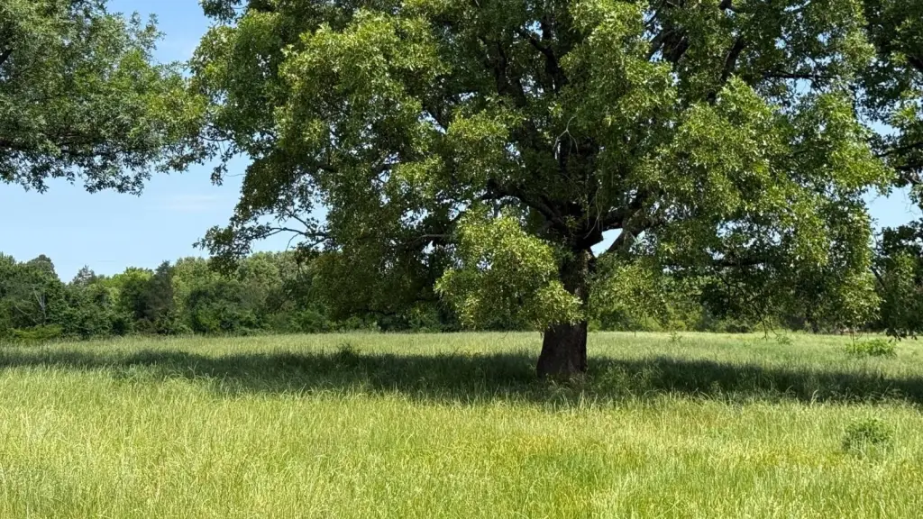 Picture 23