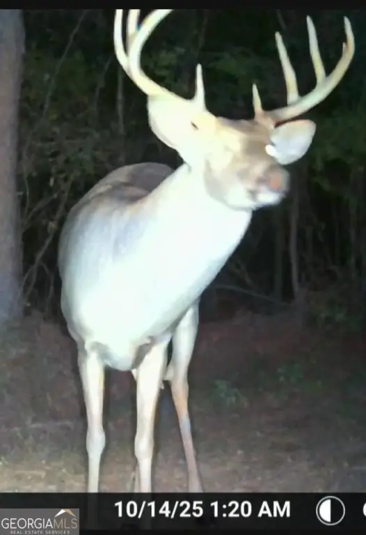 Picture 4