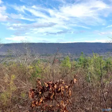 Unrestricted Wooded Acreage in Valley Head