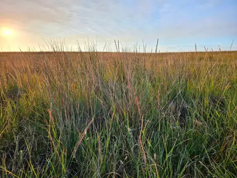CRP Investment and Hunting Land