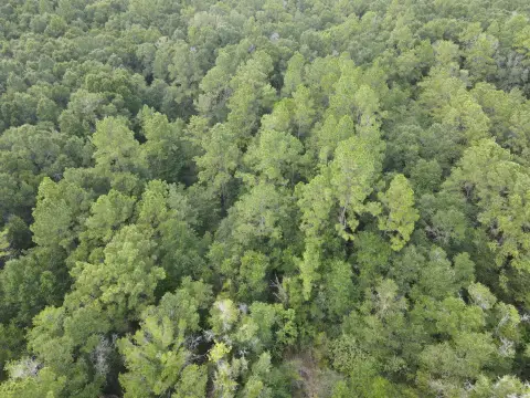 Wooded County Land