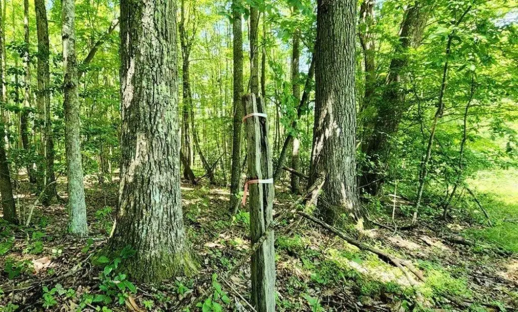 Picture 17