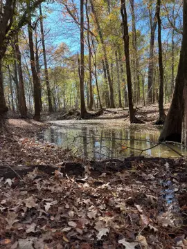 Land with Creek in Quitman, LA