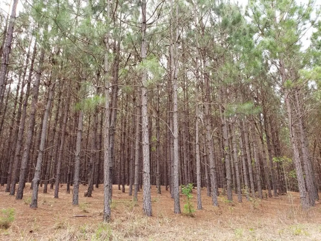 Picture 7