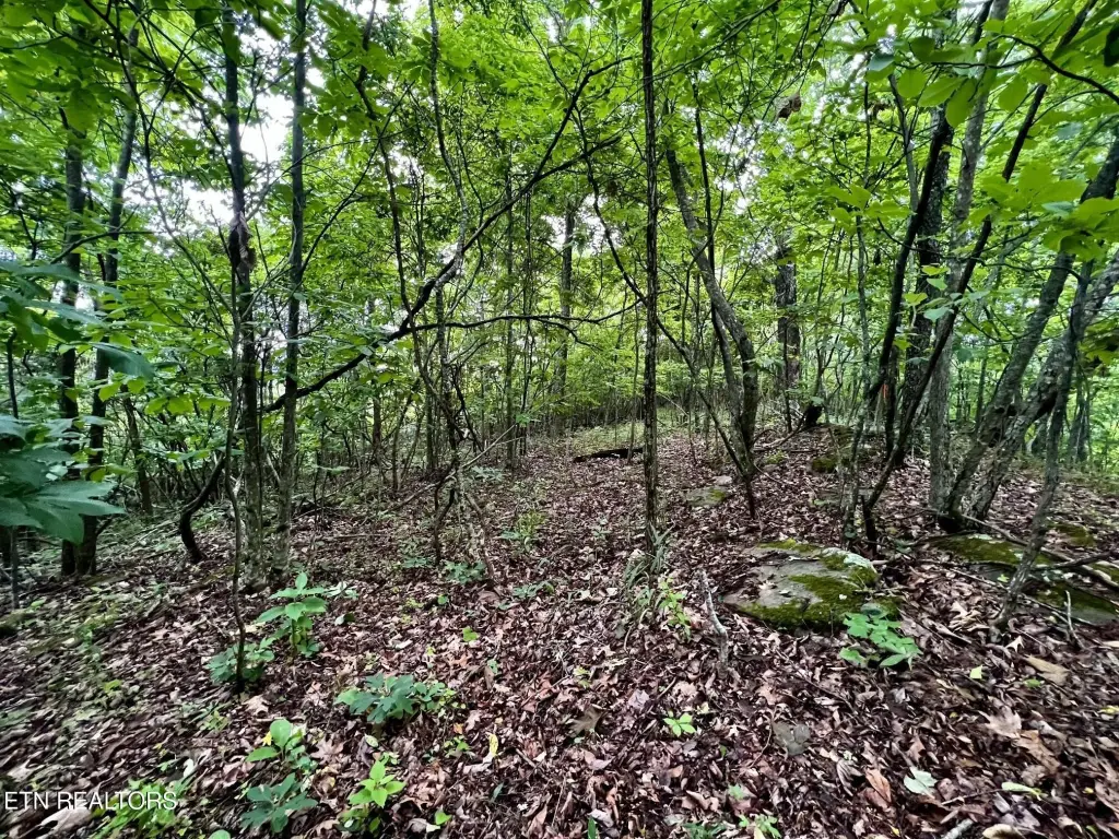 Picture 31