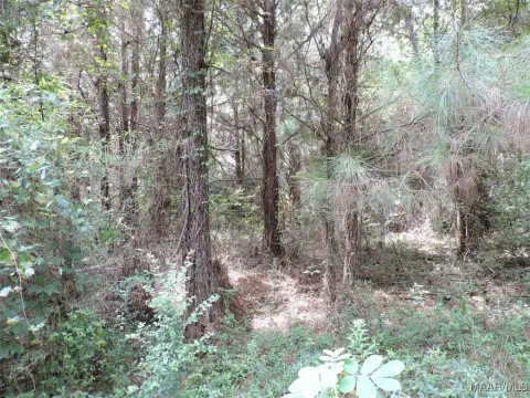 70 Acres Wooded Land Greenville