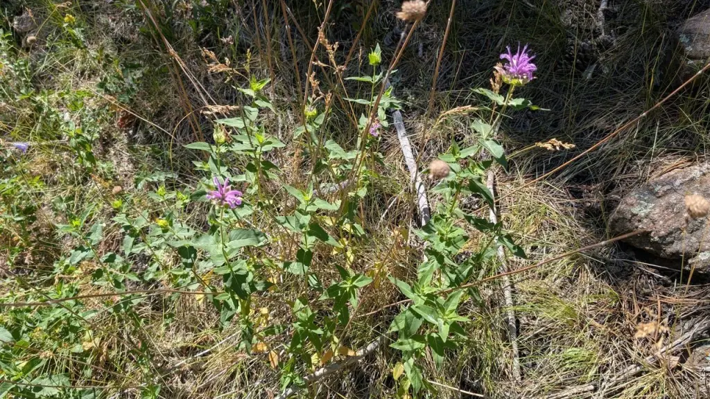 Picture 21