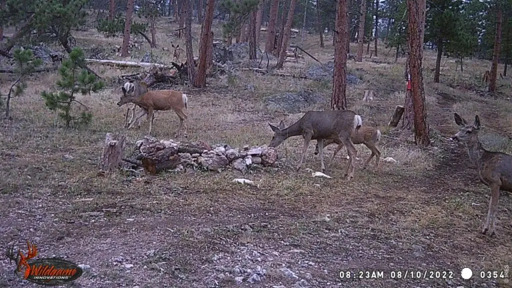 Picture 3