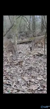 Undeveloped Acreage on Big Wills Creek