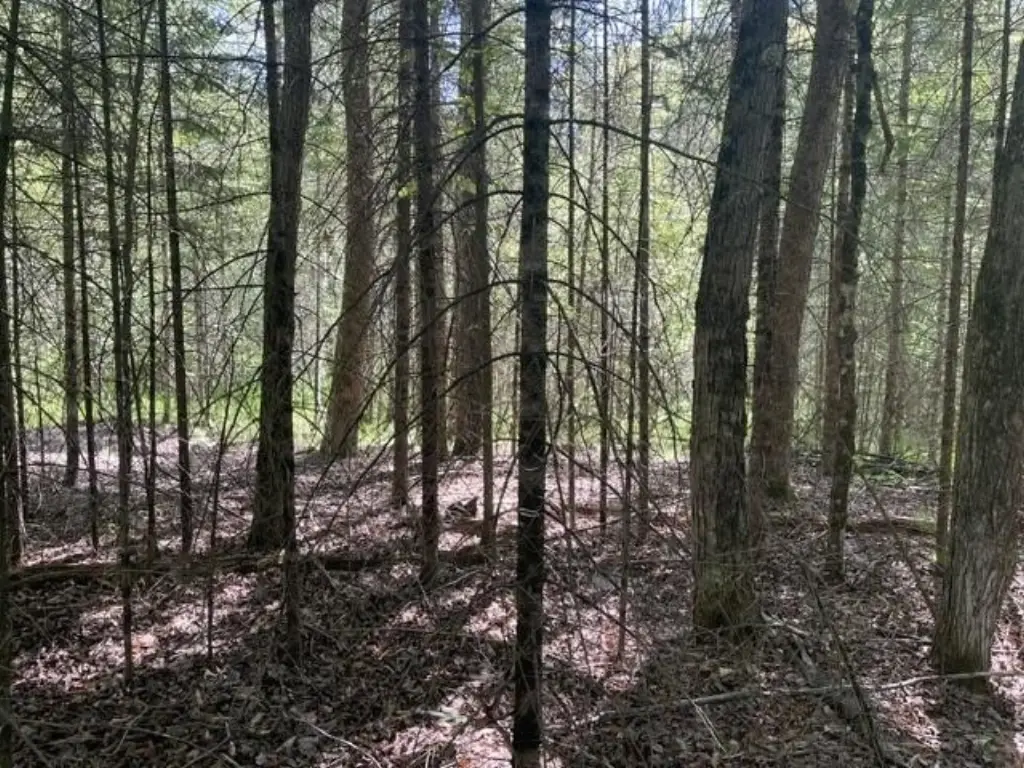 Picture 8