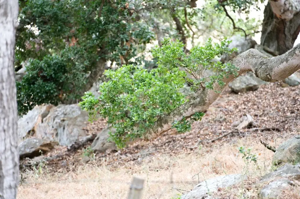 Picture 29