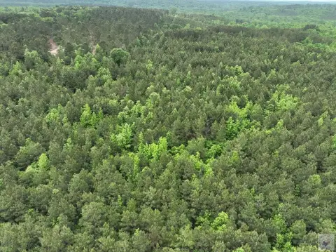 Hunting Land with Pine Plantation