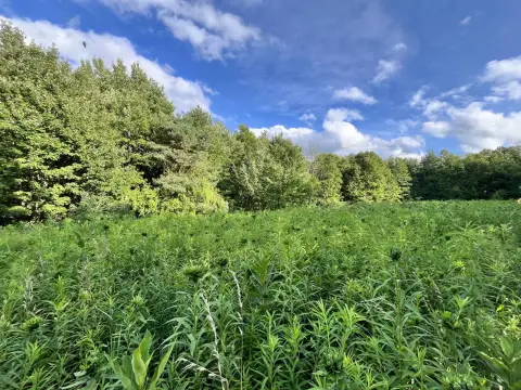 Diverse Woodland Acreage For Sale