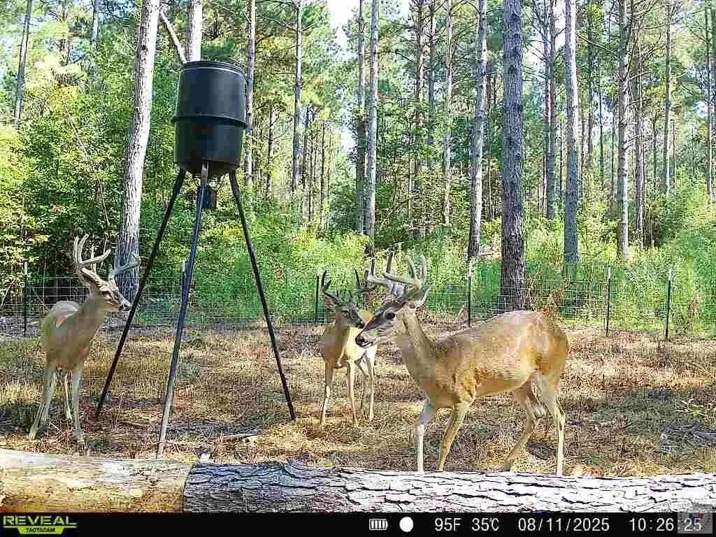 Picture 3