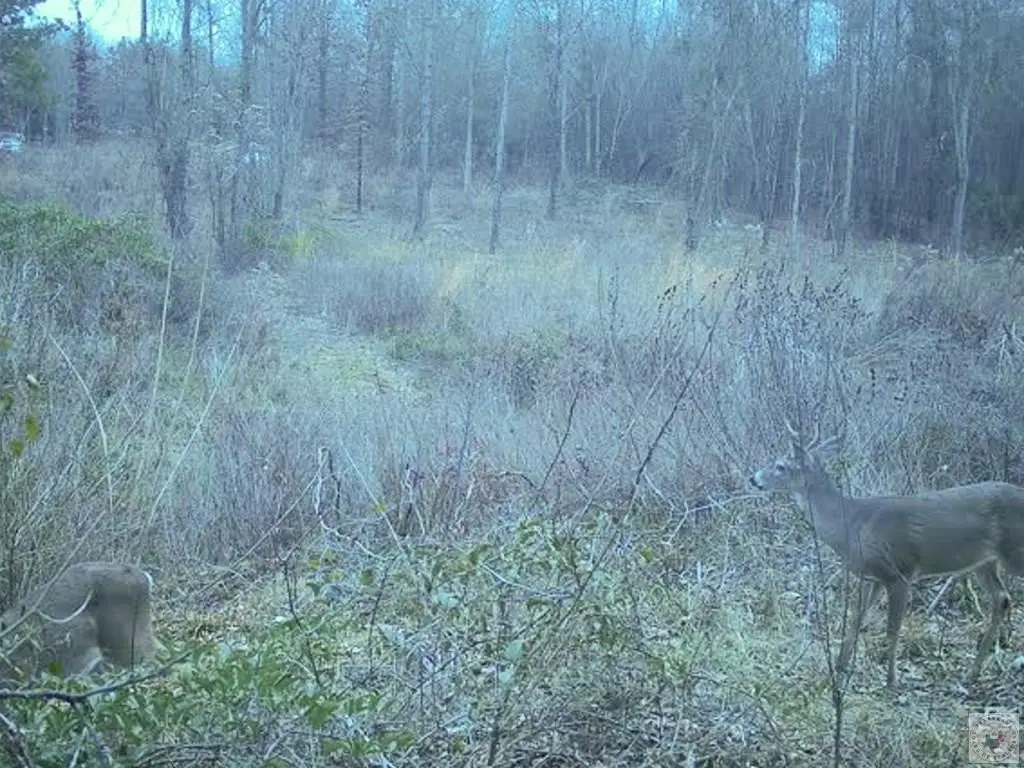 Picture 31