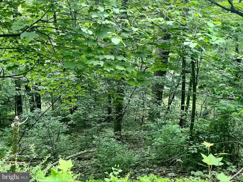Luray, VA Wooded Lot