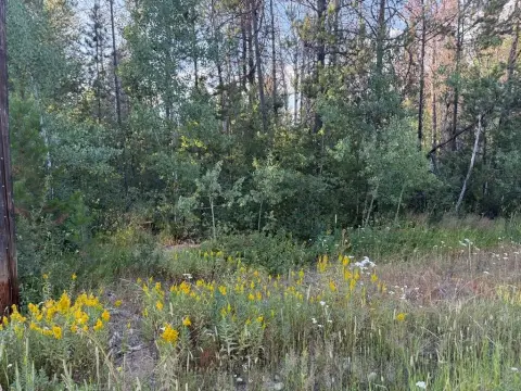 Wooded Lot Near Lake Cascade