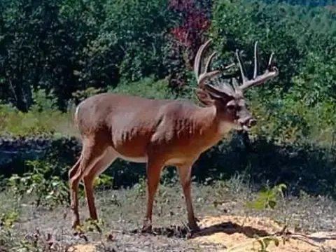 517+ Acre Hunting Paradise