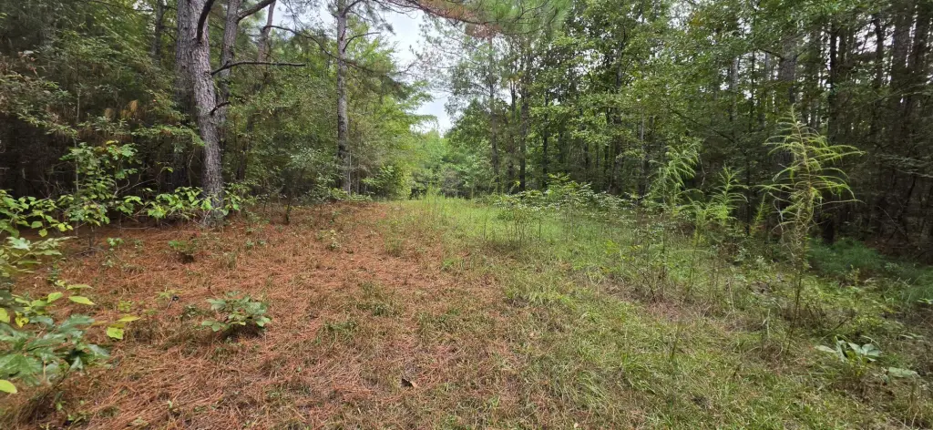 Picture 5