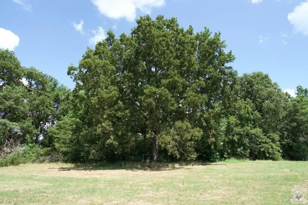 Picture 11