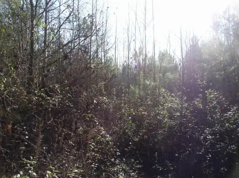 Secluded Acreage in Warrenton, NC