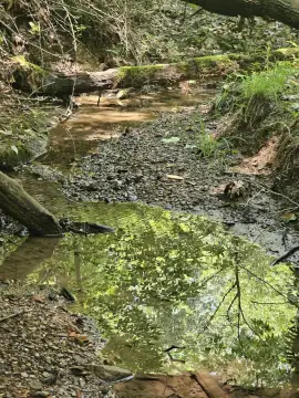 Recreational Land with Timber Resources