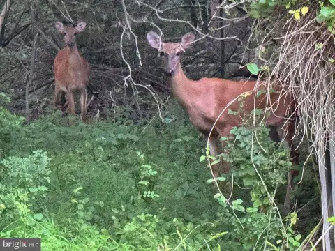 Treed Hunting and Recreation Land