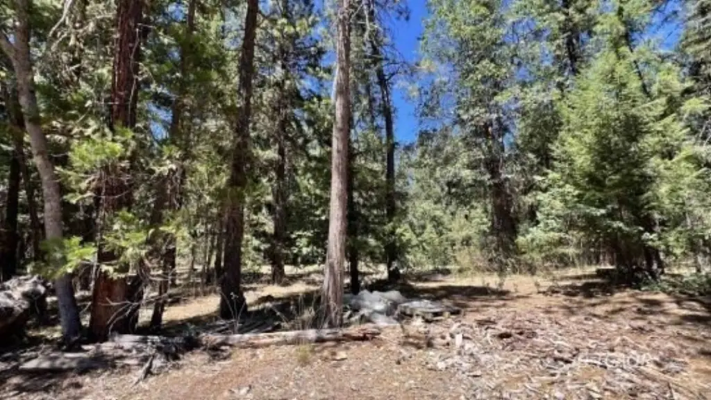 Picture 31