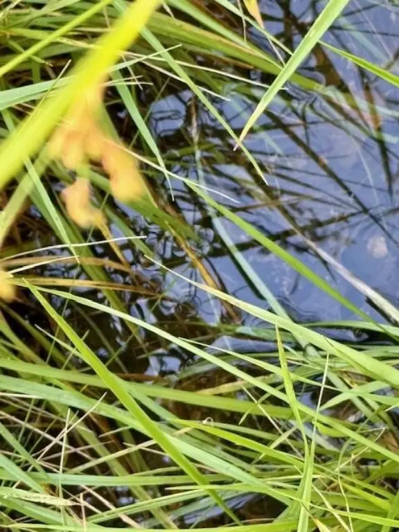 Picture 29