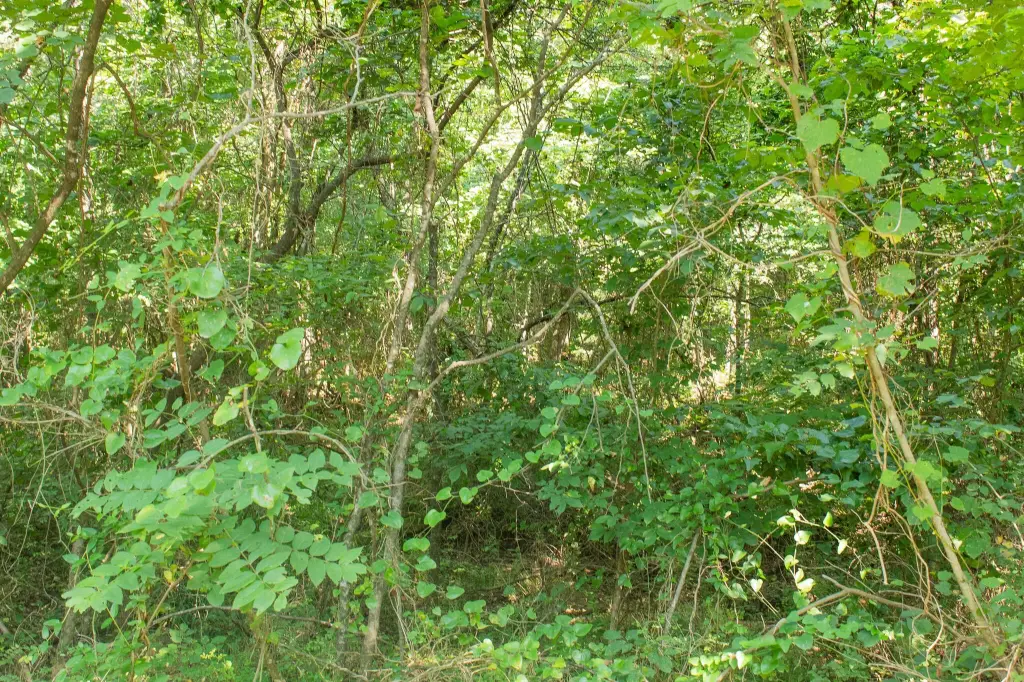 Picture 32