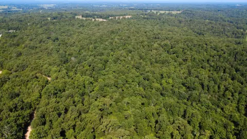 Hunting Land Timber Tract