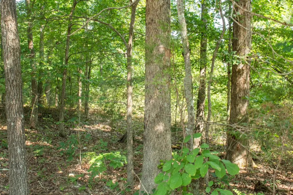 Picture 33